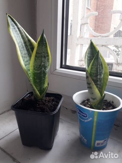 Сансевиерия