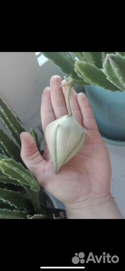 Stapelia grandiflora/gigantea