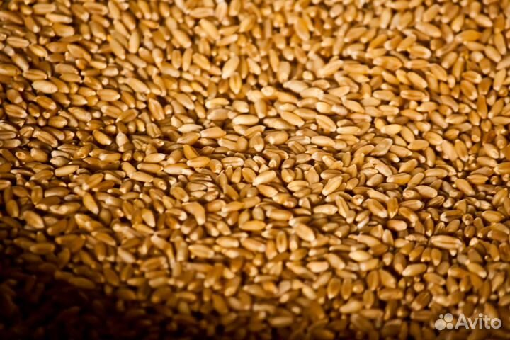 Зерно пшеница ячмень овес