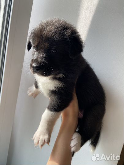 Щенки хаски в добрые руки