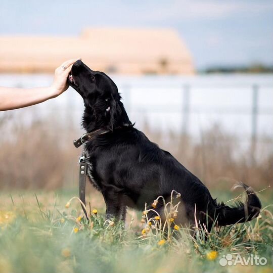 Маленькая собака Джина ищет дом