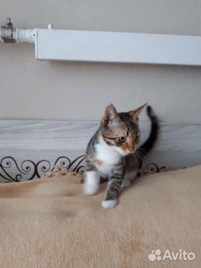 Кошка (счастья в дом)