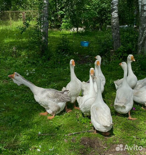 Холмогорские гуси