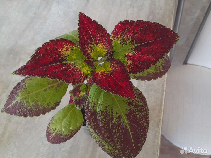 Колеус аватар