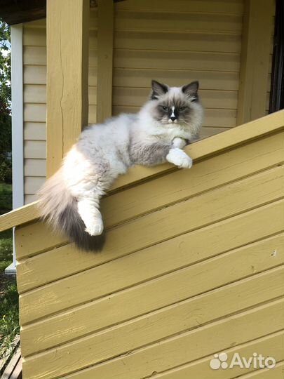 Невская маскарадная (кот с документами)