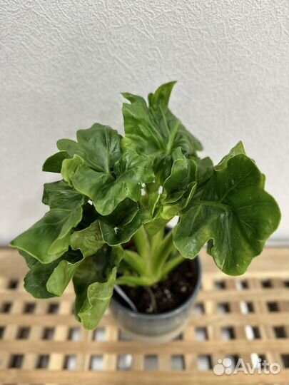 Филодендроны и сциндапсусы