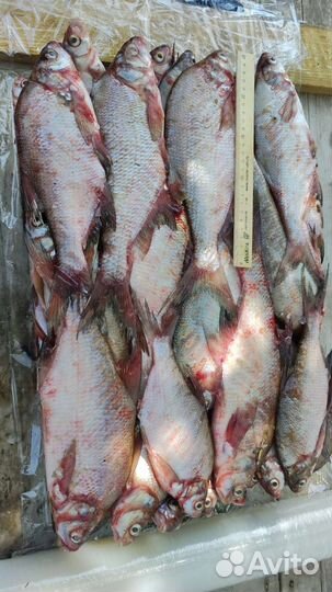 Рыба свежемороженая оптом от100кг
