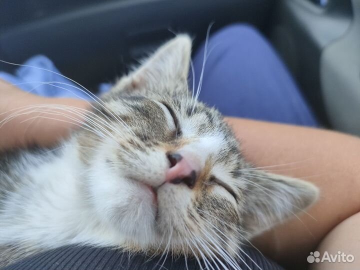 Котёнок Юнга ищет дом