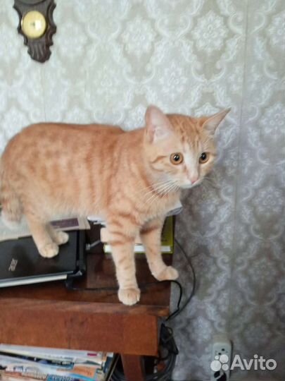 Рыжая девочка