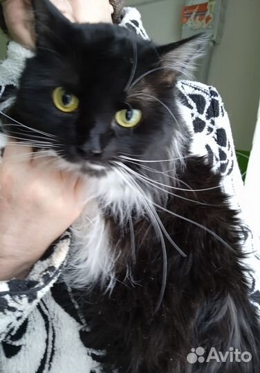 Нужно спасать Тяпу