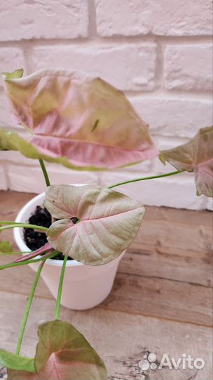 Сингониум неон