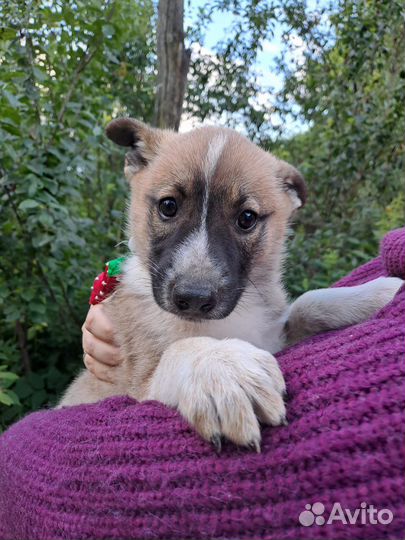 Щенки ну очень красивые