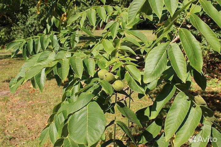 Саженцы манжурского ореха