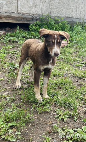 Собаки бесплатно в добрые руки щенки