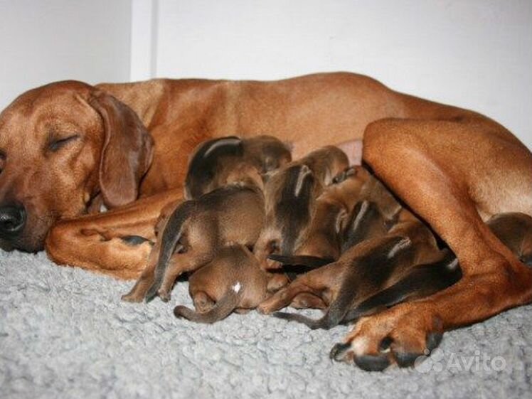 Щенки добермана 1. Щенки таксы. Щенки таксы маленькие новорожденные. Щенки таксы новорожденные. Рождение щенка таксы.