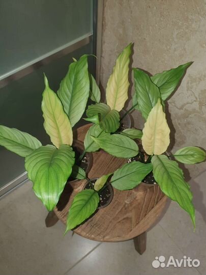 Спатифиллум гофра