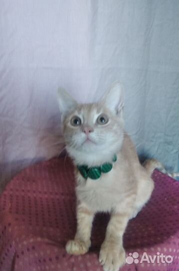 Абиссинская- метис