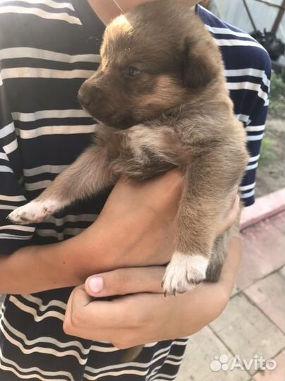 Щенок в добрые руки бесплатно