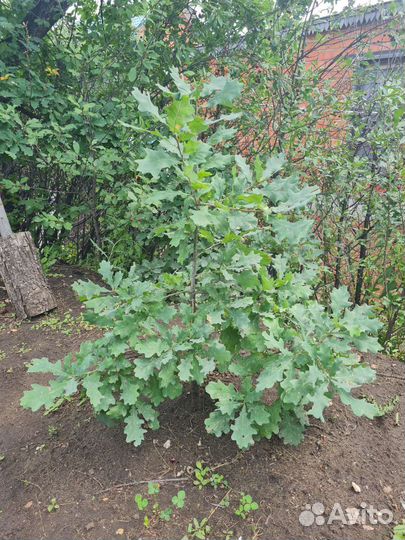 Саженцы дуба