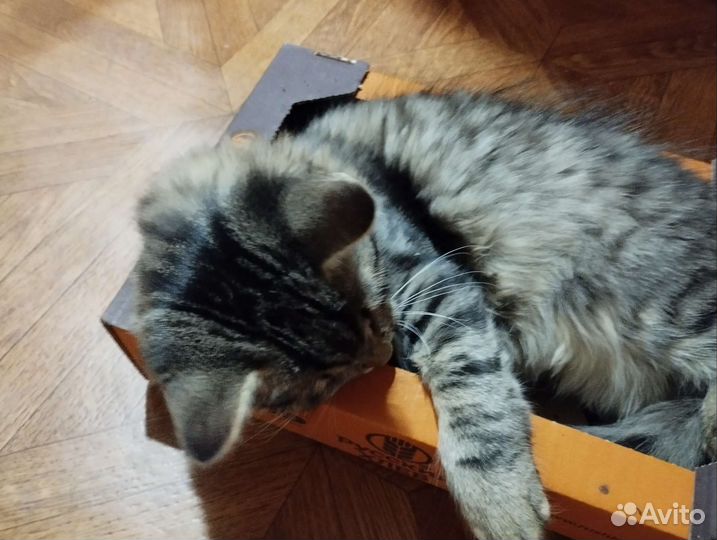 Отдам бесплатно животные