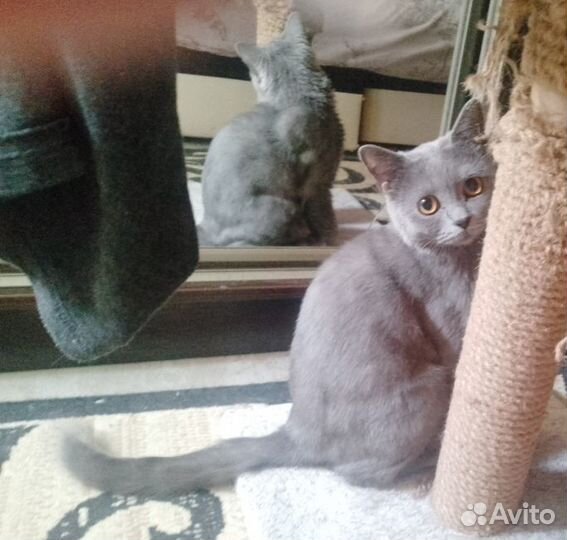 Британские котята