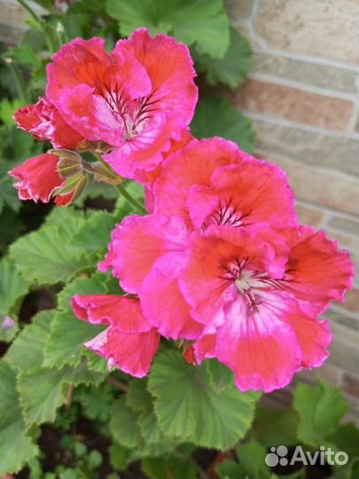 Королевская пеларгония