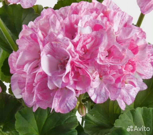 Пеларгония герань разные сорта