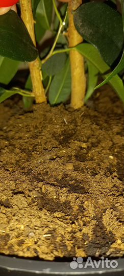 Фикус бенджамина