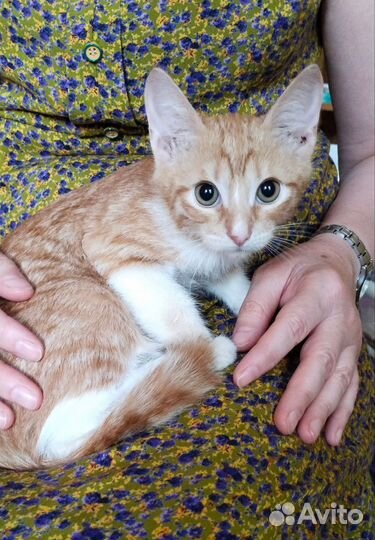 Котенок в добрые руки