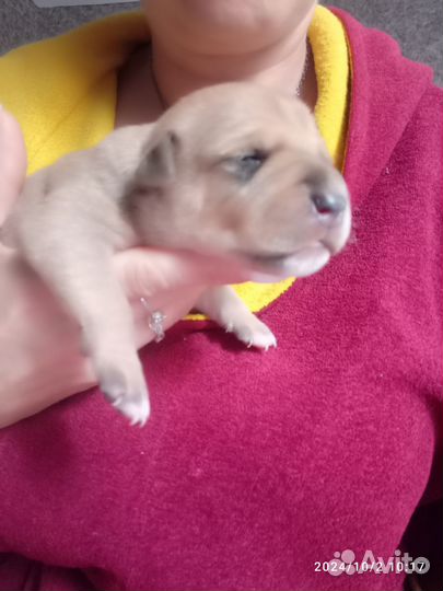 Щенки амстаффа