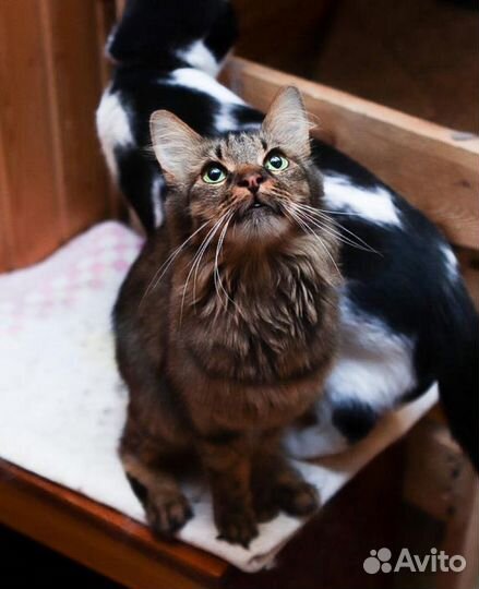 Асенька очень хочет стать любимой и домашней