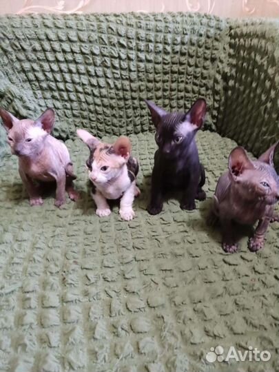 Котята Сфинкс