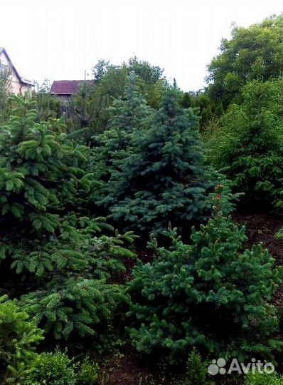 Голубые ели