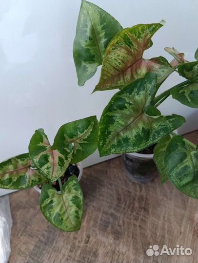 Сингониум, диффенбахия