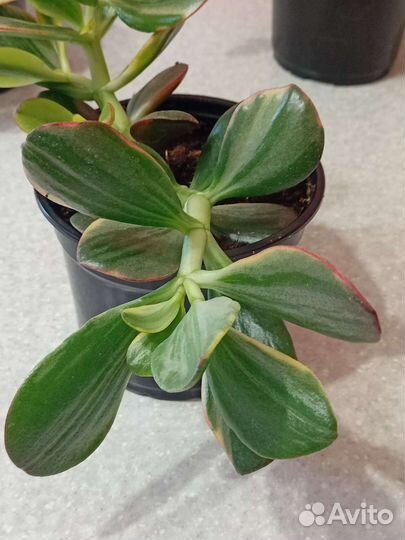 Крассулы хаммелс гост, голлум