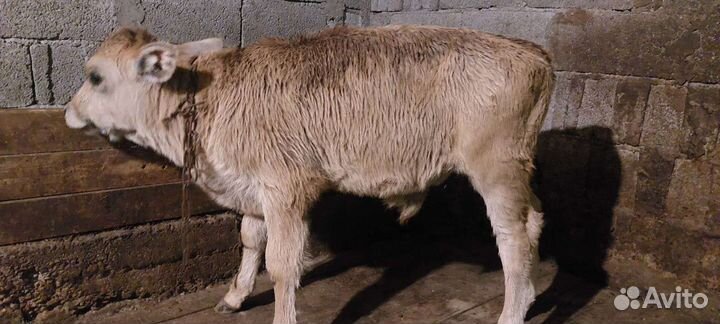 Бычки и телята