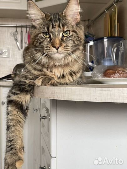 Котенок мейн-кун