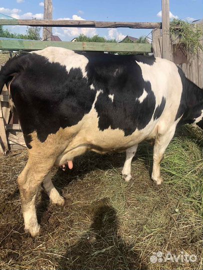 Продаю корову первотелку