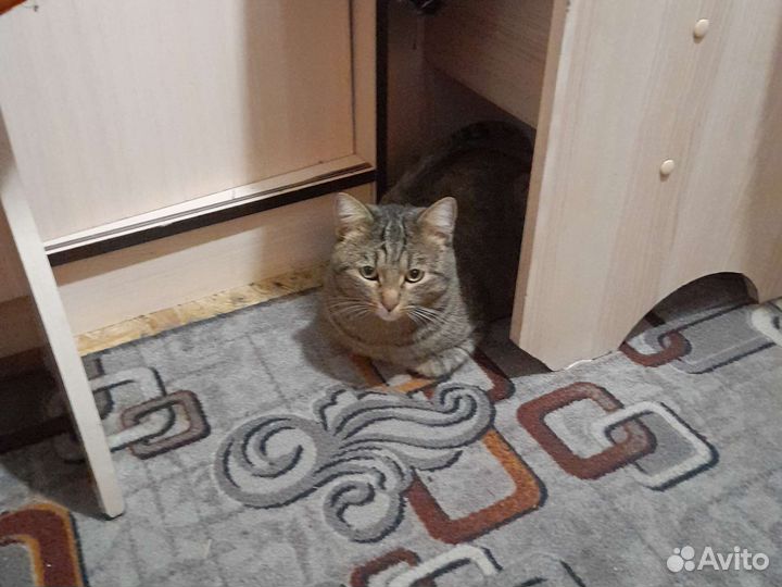 Отдам двух братиков