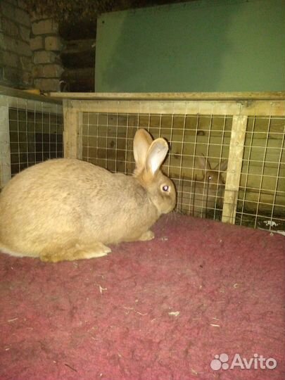 Продам кроликов бургунцев