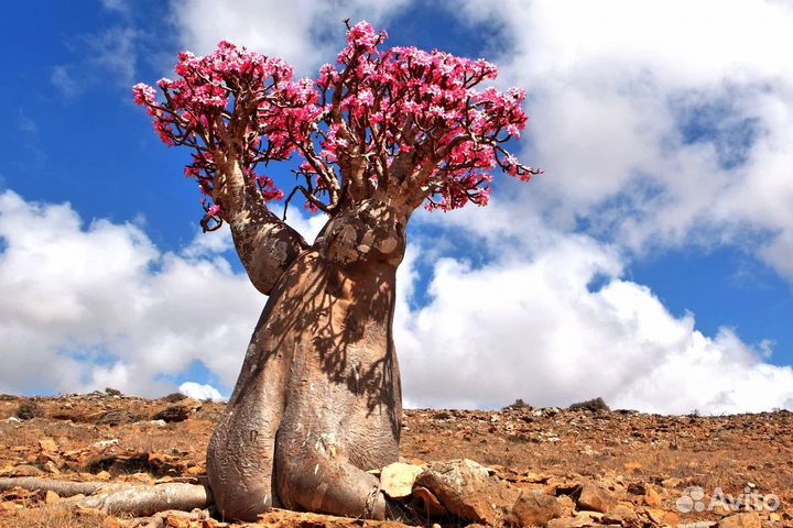 Цветы; Комнатные растения; Экзотические растения