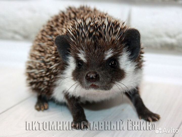Африканские ежики. Мальчики и девочки. Доставка