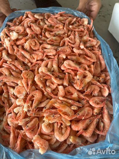 Креветка северная