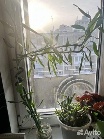 Бамбук лаки (драцена)