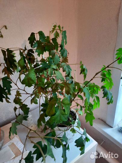 Бенджамина, Гибискус, Цисус