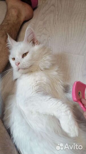 Котята в дар