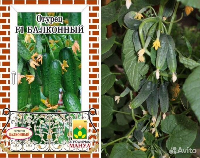 Огурец балконный