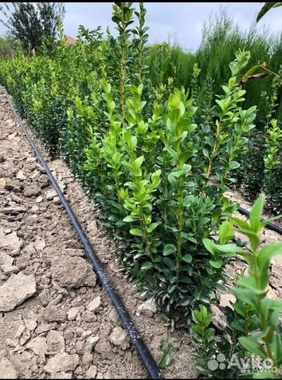 Растения Самшит,Гибискус