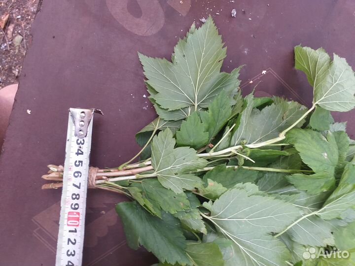 Веничек из смородины для чая и бани