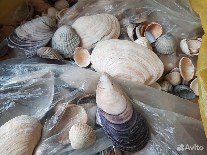 Морские ракушки раковины